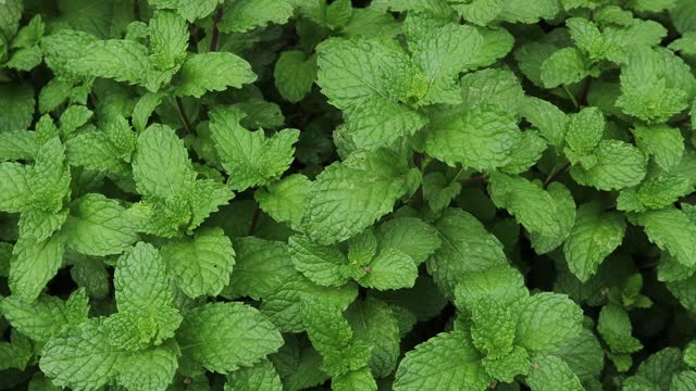 Close-up view of a green organic mint or mint plant in the garden. Plants that give off a cool, refreshing aroma and also have many medicinal properties, including being an ingredient in candies, chocolate, toothpaste, inhalers, and various skin care crea