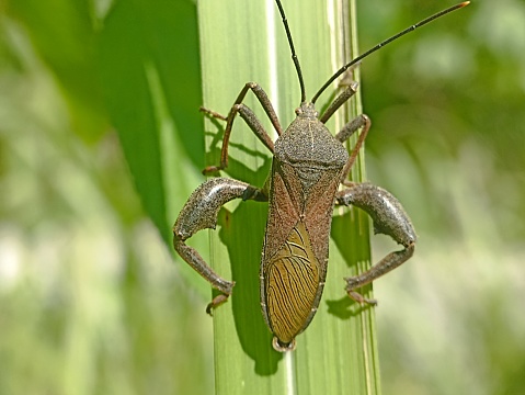 Leaf-footed Bugs (family Coreidae). Euthochtha galeator. The grasshopper is fierce.