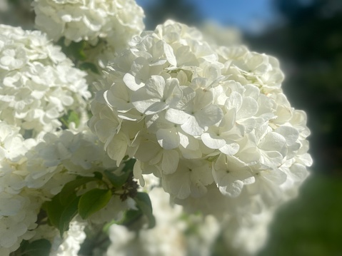 White Puffy Flowers