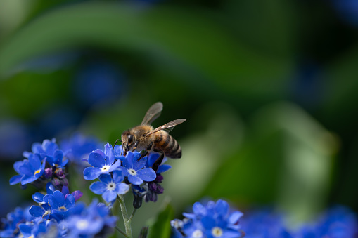 A small honeybee searches for pollen and food on wild blue flowers, the forget-me-nots. The background is green with space for text.