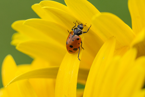Close-up of ladybug with spots crawling on colorful yellow daisy in spring garden