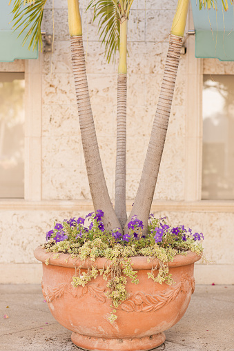 Potted Tropical Palm Trees with Cascading Succulent Plants and Purple Flowers in Palm Beach, Florida