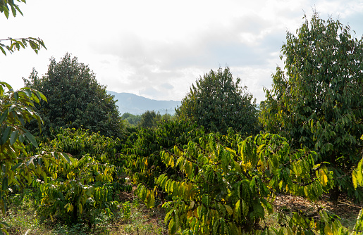 5 year old durian garden, Gia Lai province