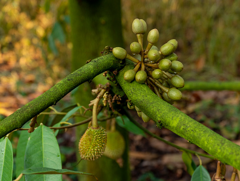 Durian tree in flower, Gia Lai province, Central Highlands of Vietnam