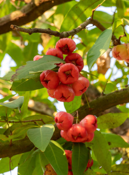 The plum tree is bearing fruit
