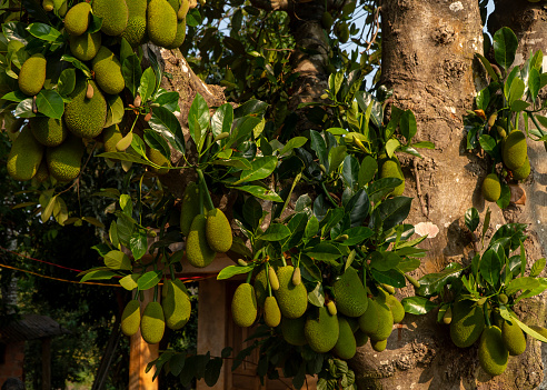 The jackfruit tree is bearing fruit