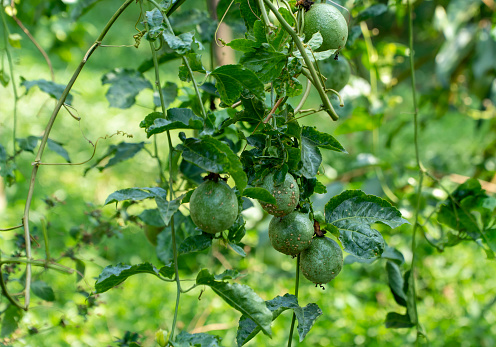 Passion fruit tree with fruit scab disease, Gia Lai province, Central Highlands of Vietnam