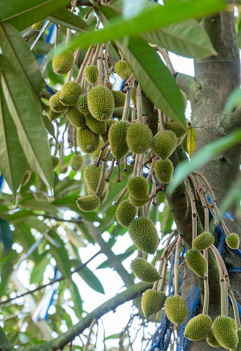 Durian tree bearing young fruit, Gia Lai province, Central Highlands of Vietnam