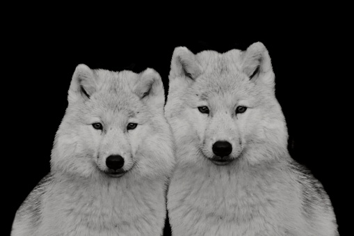 Two White Wolf Closeup Face On The Background