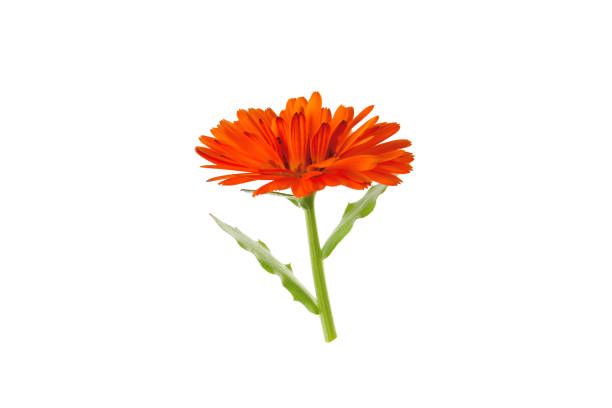 istock orange flower of calendula 2149192091