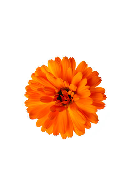 orange flower of calendula on a white background