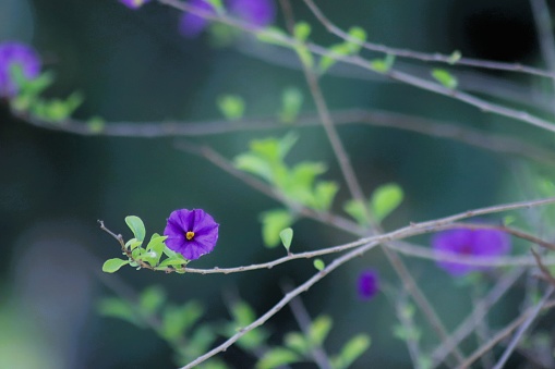 delicate small purple flower with blurred background
