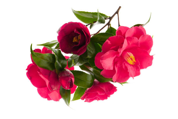 blooming twig of camellia tree isolated on a white background