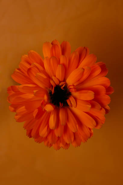 istock orange flower of calendula 2149192328