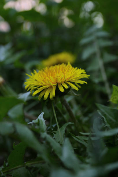 istock dandelion flower in a garden 2149192433