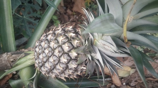 Pineapple (Ananas sativus) is a type of tropical plant originating from. Brazil, Bolivia and Paraguay