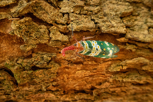 Fulgorid planthoppers naturally cling to branches.