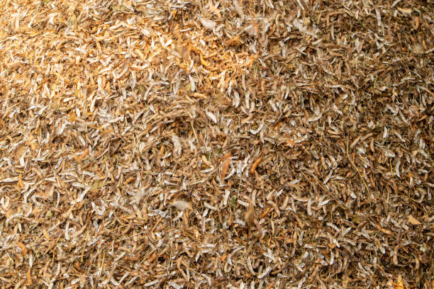 The process of sorting soybeans from the pods using a seed separator, agricultural technology and folk wisdom.