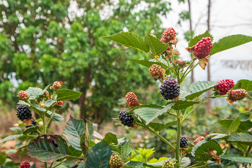 The farm's ready-to-eat organic blackberries come in a variety of colors including purple, red and green while growing. Berries are beneficial to the body and help with the skin.