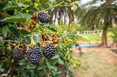 Organic blackberries from the farm are ready to eat. Berries are beneficial to the body and help with the skin.