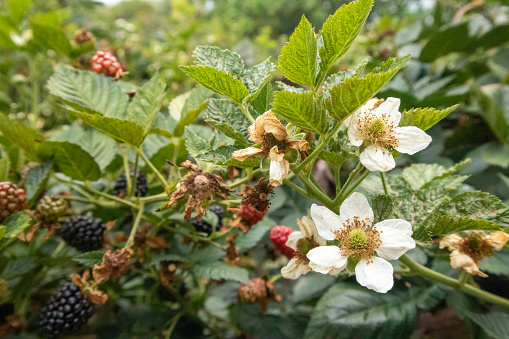 The blossoms of the blackberry tree are in full growth. Berries are beneficial to the body and help with the skin.