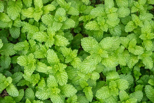 A green organic mint or mint plant in the garden. Plants that give off a cool, refreshing aroma and also have many medicinal properties, including being an ingredient in candies, chocolate, toothpaste, inhalers, and various skin care cream