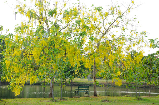 A Very Well-maintained Beautiful Park with Lovely Yellow Flowering Trees