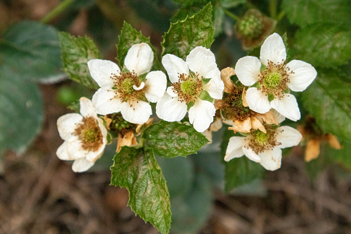 The blossoms of the blackberry tree are in full growth. Berries are beneficial to the body and help with the skin.