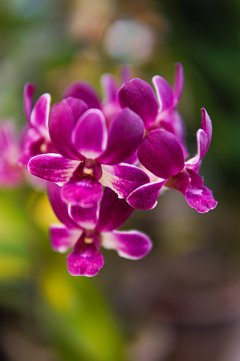 Purple orchids: Exquisite blooms boasting regal hues, symbolizing luxury and admiration. Their delicate petals and graceful demeanor evoke elegance, making them a captivating choice for ornamental displays and thoughtful gifts.