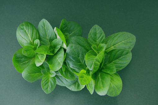 fresh peppermint leaves on a color background