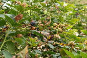 Blackberry fruits mature from green to red and purple respectively.Berries are beneficial to the body and help with the skin.