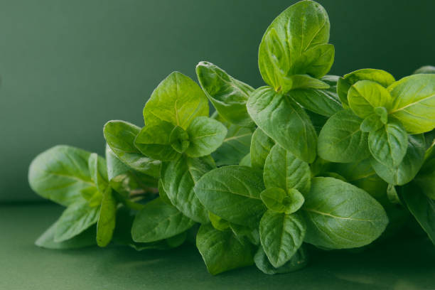 istock peppermint leaves on a color background 2149193016