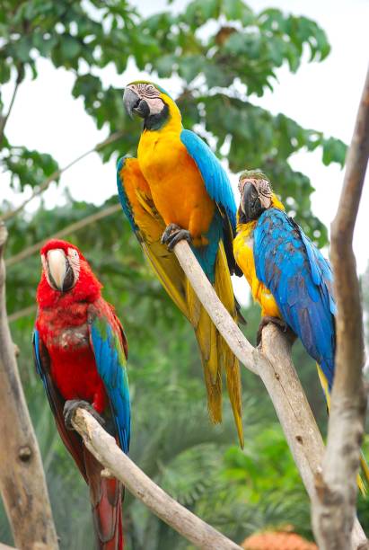 istock Aves del estado Miranda de gran variedad. 2149193125