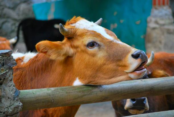 istock Mammal animals in Miranda. 2149193168