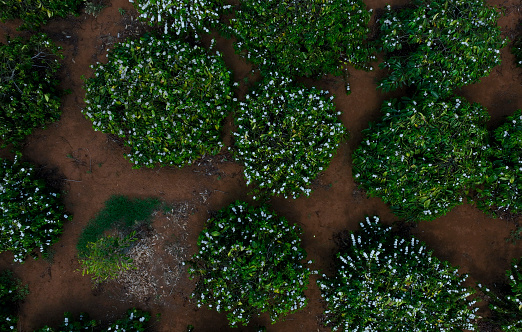 Aerial photo of large coffee gardens in bloom, Gia Lai province, Central Highlands of Vietnam