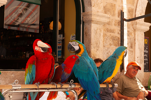 Dubrovnik Croatia - May 28 2011; colourful macaw parrtots on perch by pavement cafe tables and patron.