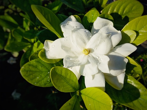 White gardenia flowers, Cape Jasmine blooms, Gardenia Jasminoides. Tabernaemontana divaricata, commonly known as windmill flower, crepe jasmine, East India bay, and Nero's crown, is a deciduous shrub or small tree native to South and Southeast Asia.