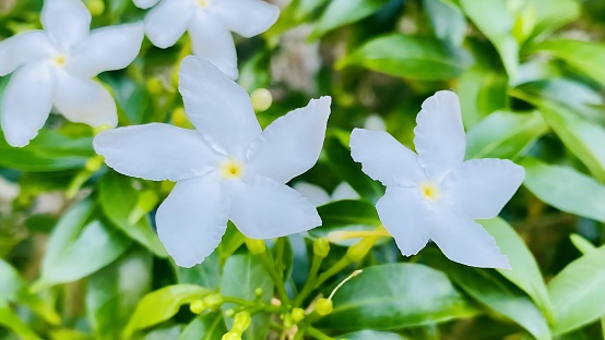 White gardenia flowers, Cape Jasmine blooms, Gardenia Jasminoides. Tabernaemontana divaricata, commonly known as windmill flower, crepe jasmine, East India bay, and Nero's crown, is a deciduous shrub or small tree native to South and Southeast Asia.