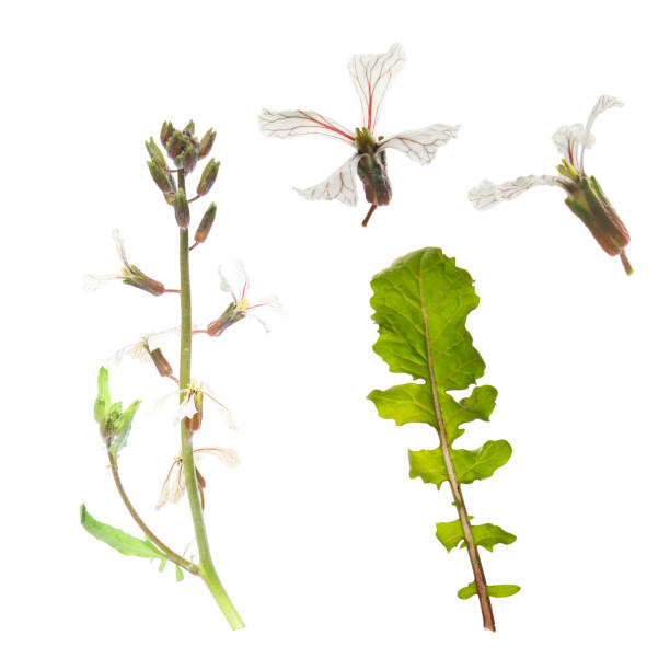 flowers of garden rocket isolated on a white background