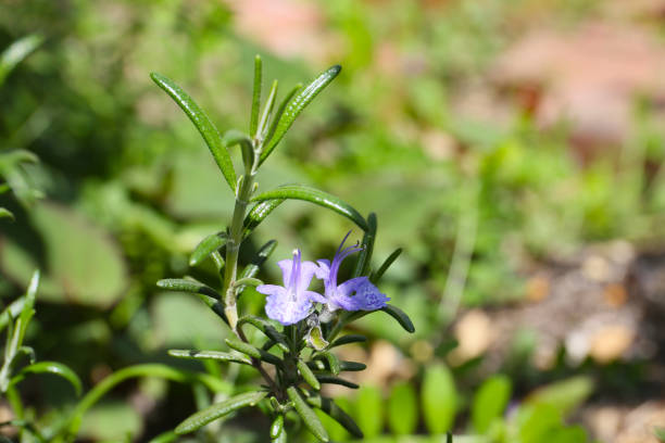 blue flower of rosemary in a garden