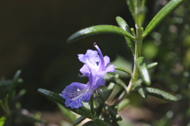 blue flower of rosemary in a garden