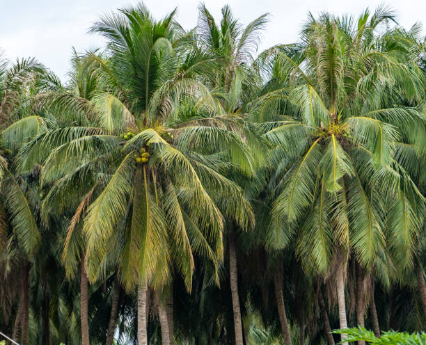 istock Coconut trees in southern Vietnam 2149193896