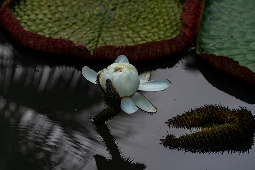 Seed pod of a white lotus flower, Nymphaea lotus, Pamplemousses, Mauritius, Africa