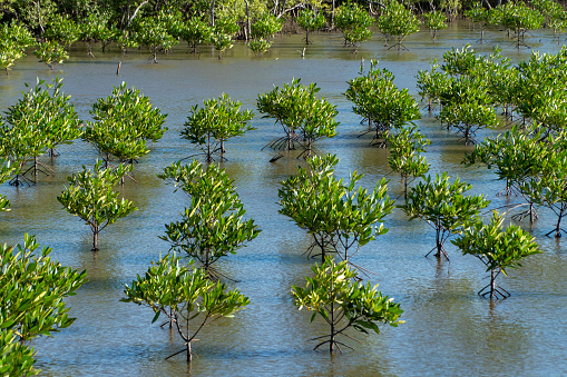 Planting mangrove forests to protect the coast and alluvial sea in the Mekong Delta, Tien Giang province