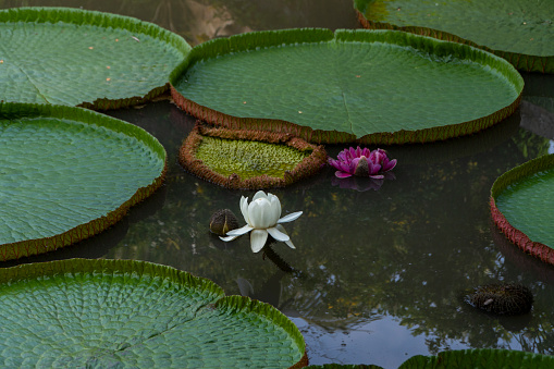 Giant king lotus leaf and flower at Phuoc Kien pagoda, Dong Thap province, Vietnam