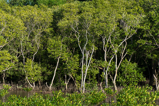 coastal mangrove forests