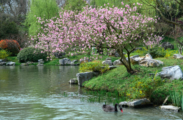 Thin West Lake in Yangzhou in spring