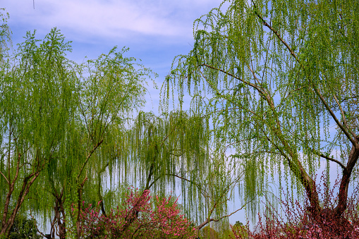 Panoramic of a flowering tamarisk tree on the edge of a lake in a public park in the Paris region