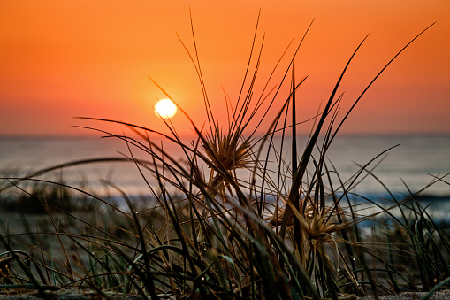 Golden sun orb rising over coastal seagrass