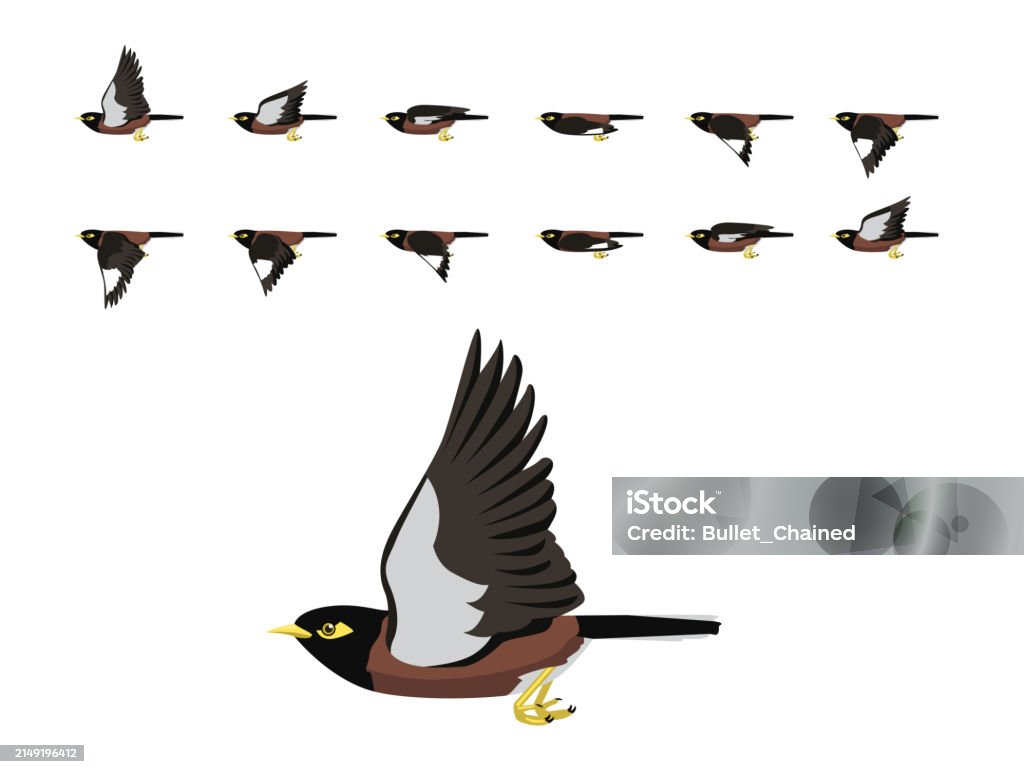 Myna Vector Bird Animation Common Myna Flying Cute Cartoon Vector Illustration ...